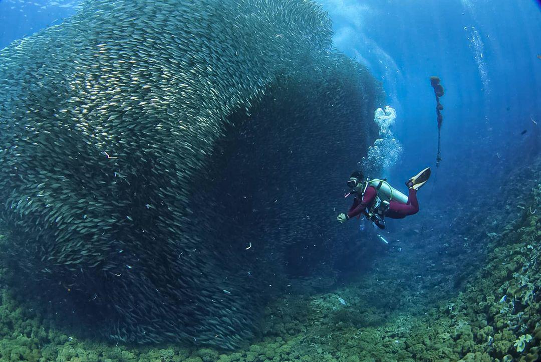 PADI's tweet image. Would you dive into this fish cyclone in Indonesia? 🌪️ 📷: IG user doddy98fx in Pantai Jikomalamo.