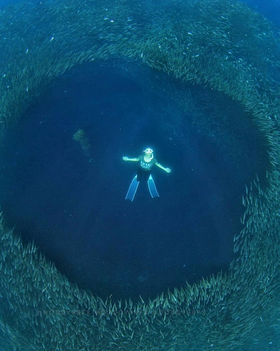 PADI's tweet image. Would you dive into this fish cyclone in Indonesia? 🌪️ 📷: IG user doddy98fx in Pantai Jikomalamo.