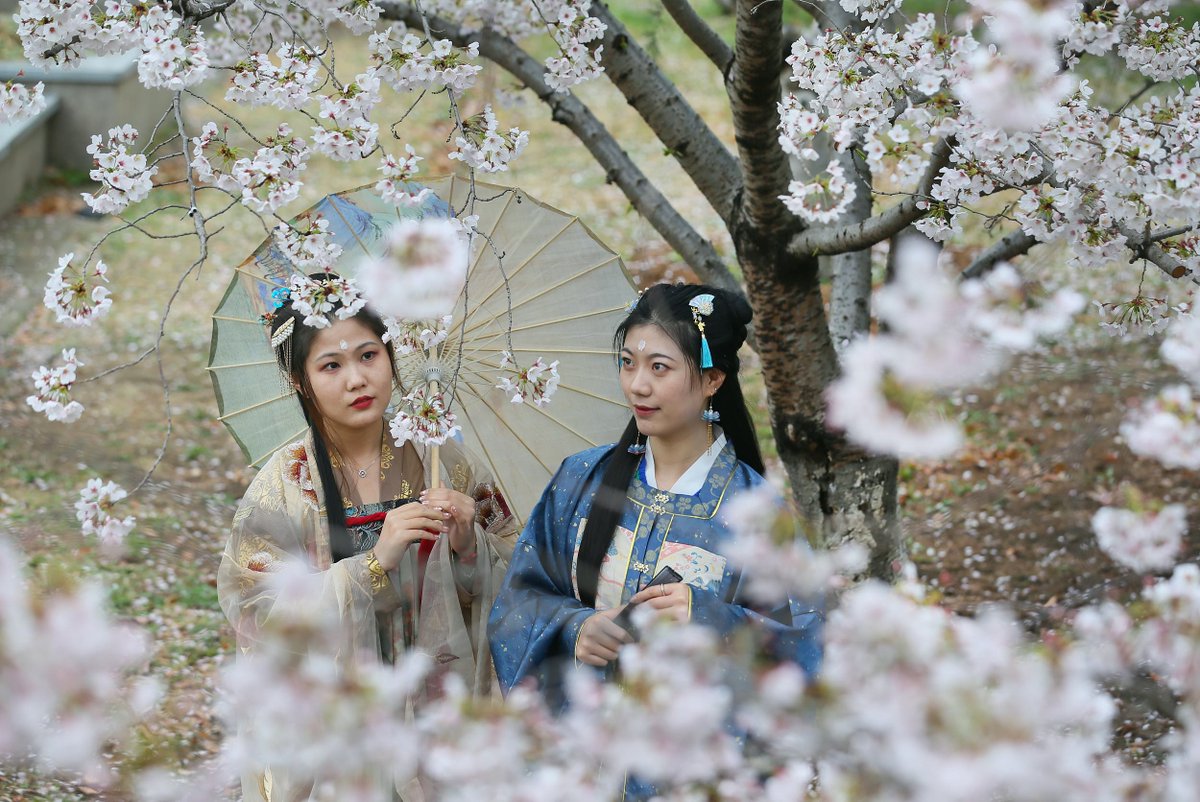 gruposinoasia's tweet photo. Encerramos este domingo e iniciamos a semana com lindas imagens diretamente de Lianyungang!
Vestindo um Hanfu, roupa tradicional do grupo étnico Han, os alunos da Universidade do Oceano Jiangsu, admiram as flores em Lianyungang
@PDChina @WanmingYang @cebc_brasil @EmbaixadaChina https://t.co/kJNOhn1RFF