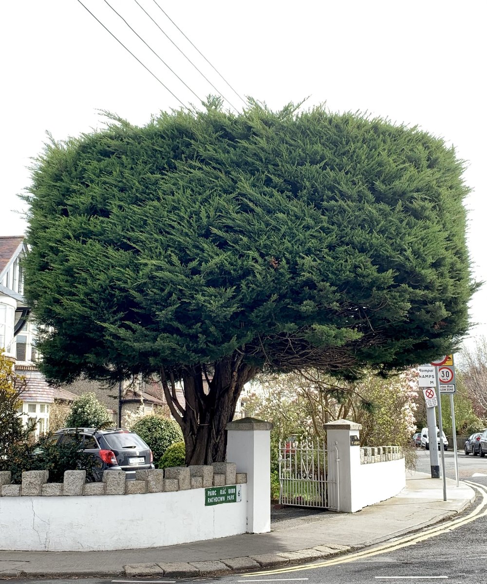 Check out this beautiful tree spotted in Dublin, what a way to make your garden stand out! #treespiration

We can help you find the perfect ornamental tree for your space: hedging.ie/ornamental-tre…

Our expert horticulturist Adrian, can help you find the perfect tree for you!