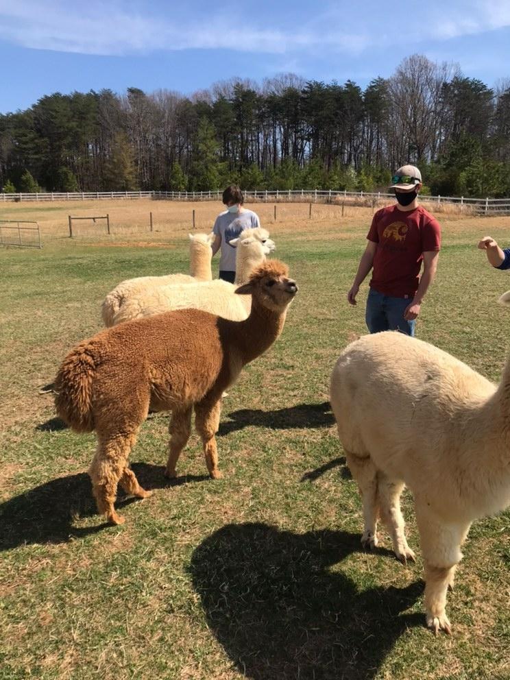 LUDeltasig's tweet photo. Thank you to Bright Eyes Alpaca farm for letting us help clean up your farm and to play with the Alpacas. https://t.co/4QxMIO5jPw