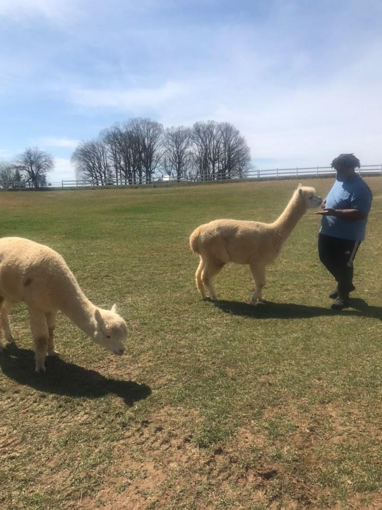LUDeltasig's tweet photo. Thank you to Bright Eyes Alpaca farm for letting us help clean up your farm and to play with the Alpacas. https://t.co/4QxMIO5jPw