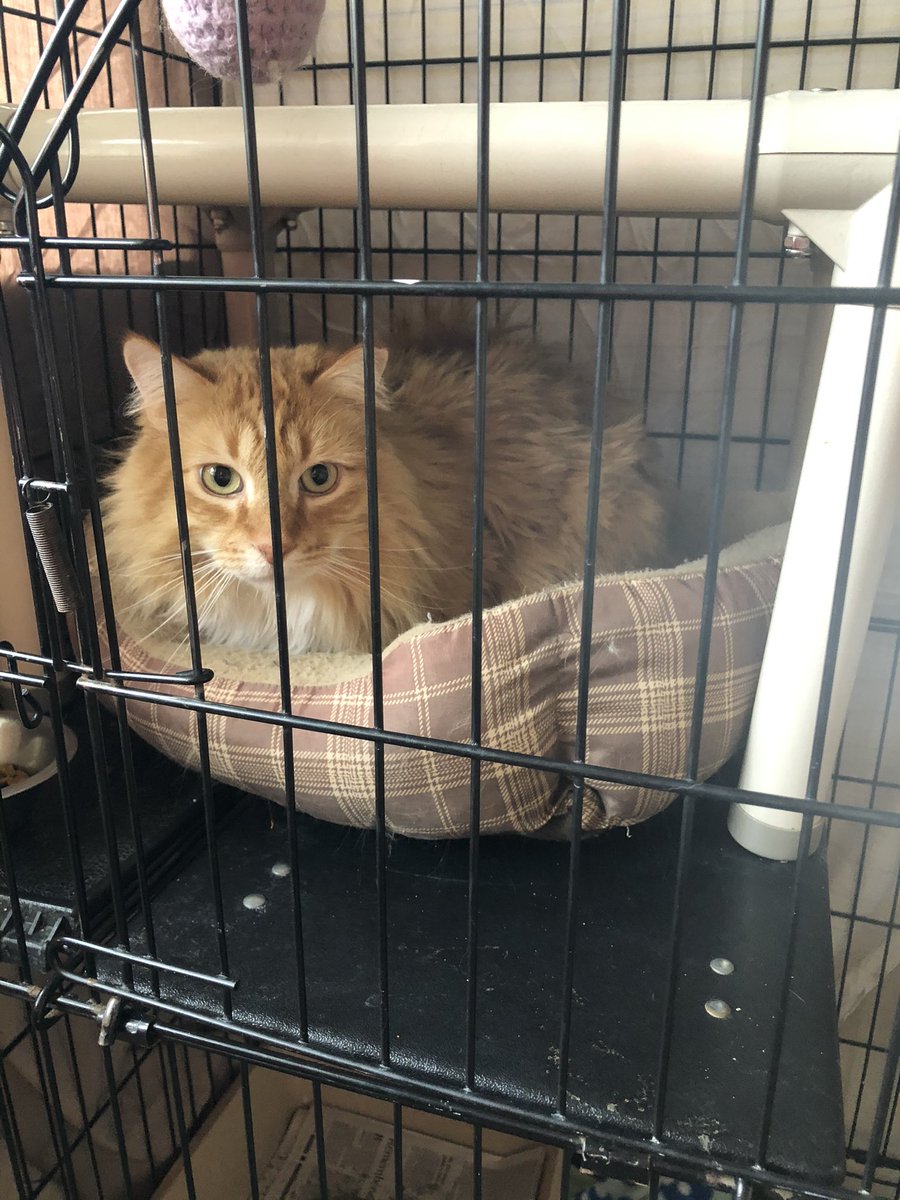 hmiller098's tweet photo. @ColesTwitt3r pls name my new cat, thx https://t.co/Z5wHN3dN9g