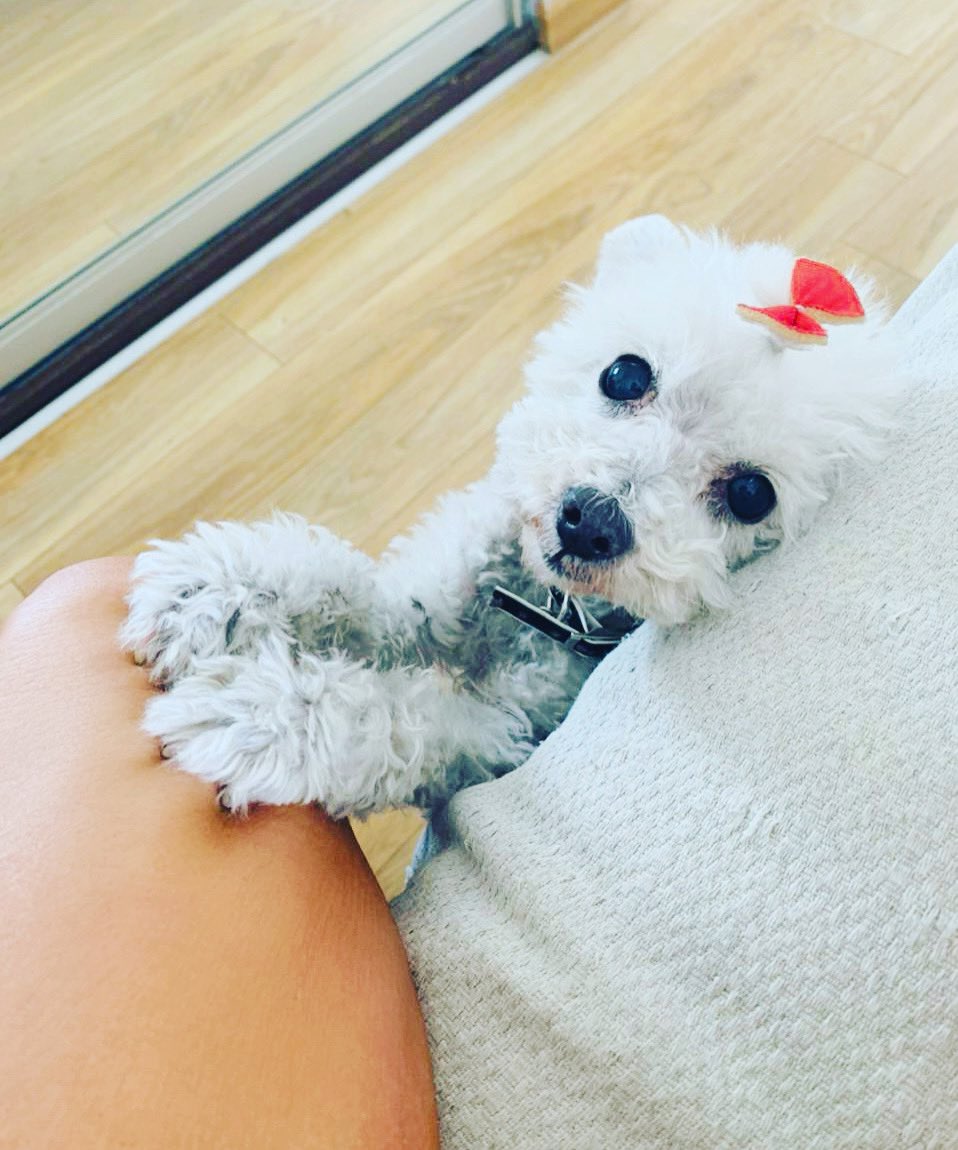 artistadeollas's tweet photo. Hoy hace 11 años que está bolita de pelos llego al mundo para hacerme feliz, véase también cómo amor puro y verdadero... Happy Birthday Nicoletta 🐩🎂❤️ #frenchpuddle #happybirthday #nicoletta https://t.co/8uktduWUHQ