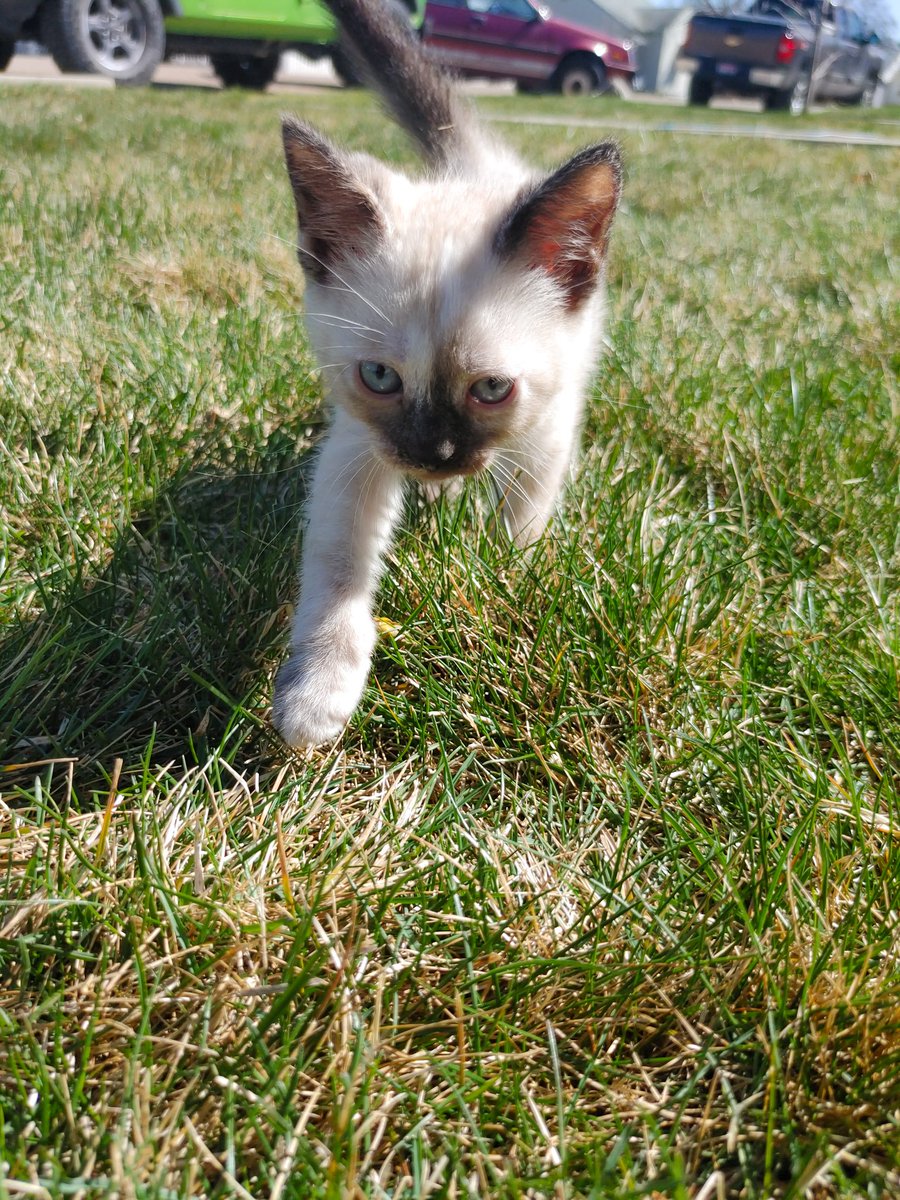 SydneySteen2's tweet photo. Everyone meet Minnie Pearl🦋 https://t.co/Teyweg4mEO