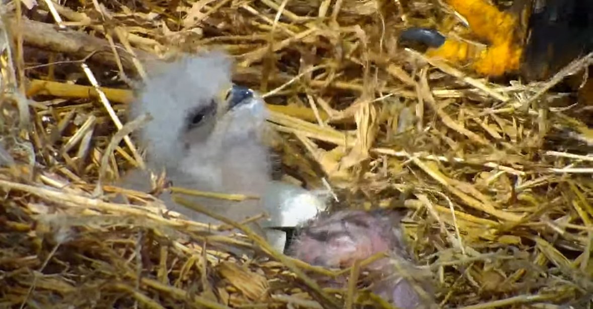And we have Eaglet #2! The second baby eagle in the Nongame Eagle Cam nest hatched around 3:20 p.m. Sunday. In the photo, the second baby is the little pink mound in the foreground (eaglet #1 is the fluffy little bird next to it). Watch them grow here: mndnr.gov/eaglecam