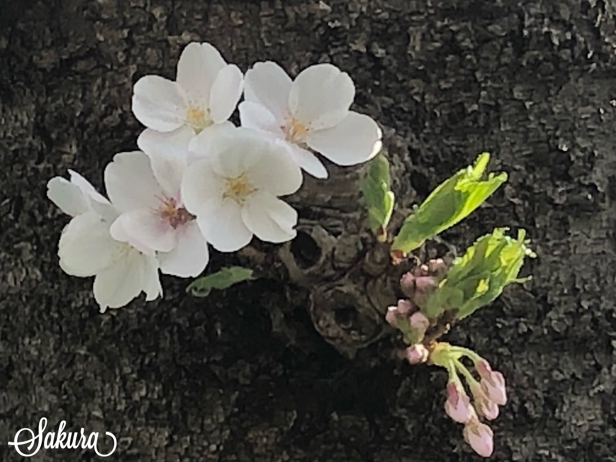 花見月 Twitter Search Twitter