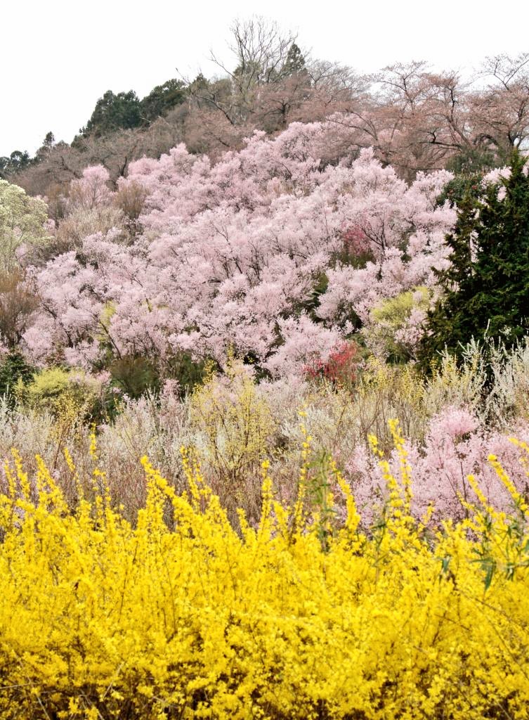 つばさ51号 こちらは雨降り直前だった昨日の花見山 少々というか かなり寂しくて到底 密 にはならない静かな状態 ゞ ちなみにまだ阿武隈川には白鳥が残ってます で 暖かい雨降りのe2系