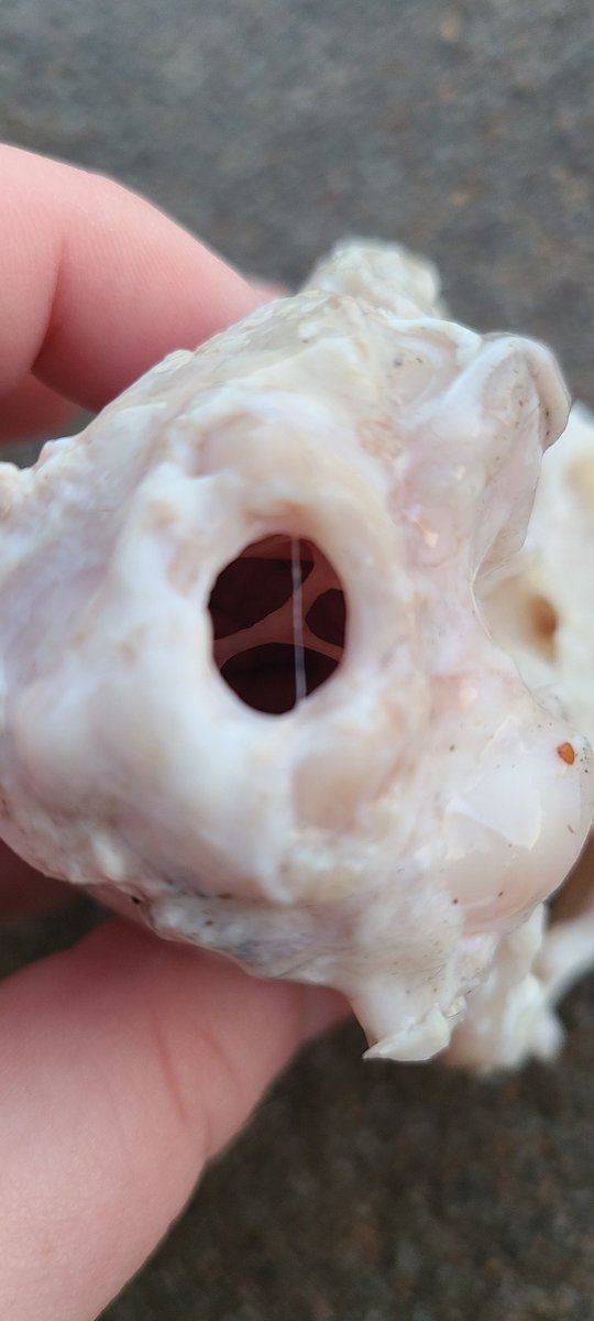 AutumnsOddities's tweet photo. Cat skull update!
Anyone know the easiest way to get all those membranes out of the center? It's so small :( https://t.co/pb1vAJ1oMU