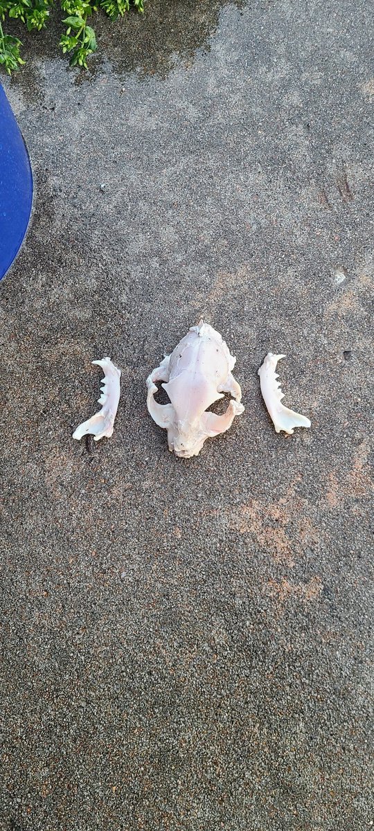 AutumnsOddities's tweet photo. Cat skull update!
Anyone know the easiest way to get all those membranes out of the center? It's so small :( https://t.co/pb1vAJ1oMU