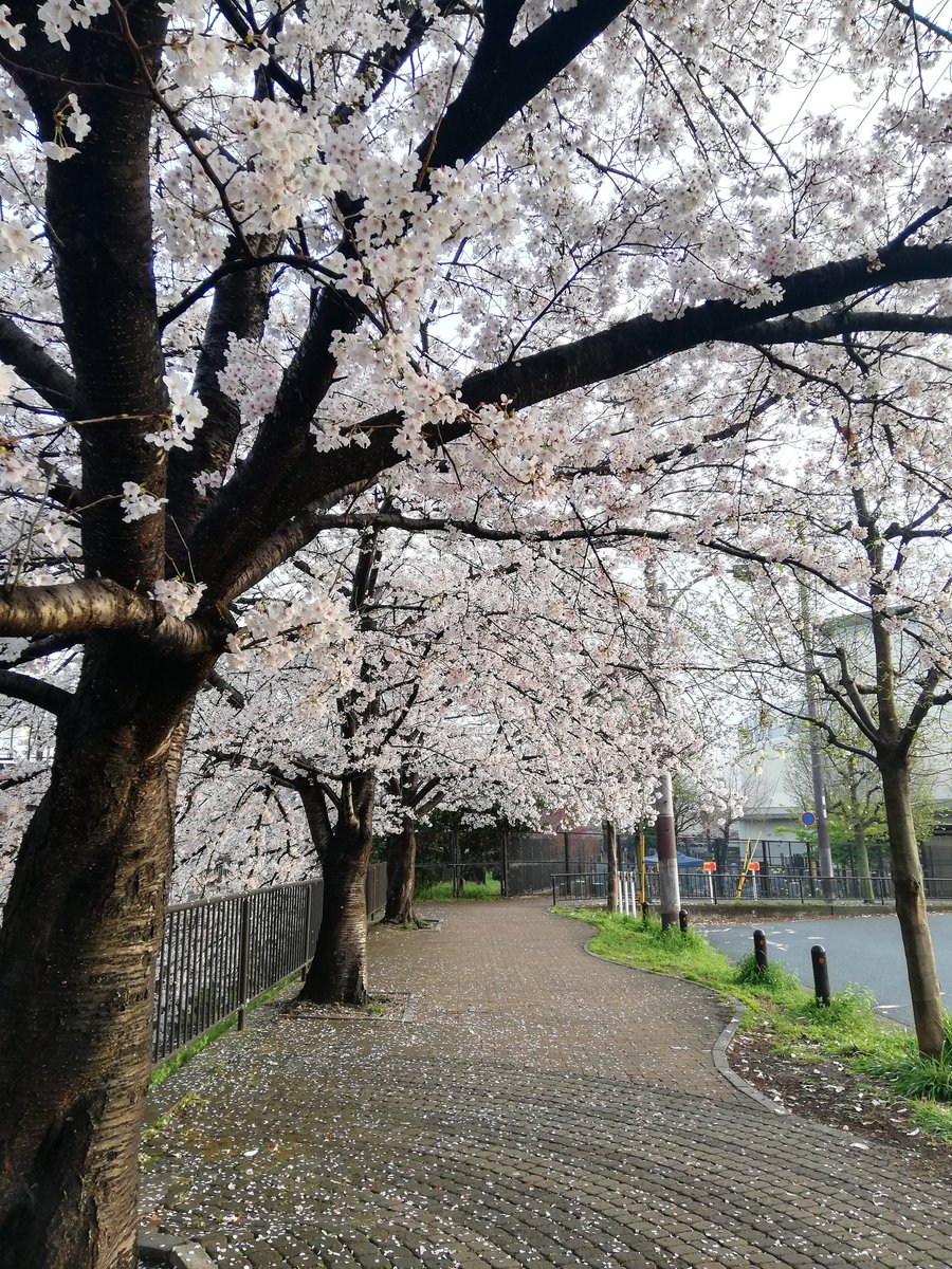toikka1126's tweet photo. 毎朝のウォーキングコースに桜がある幸せ。。 https://t.co/keLjEgaFg4