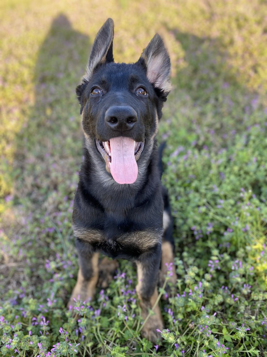 ToriMarchant's tweet photo. Life update... meet Grizzly💙💙 https://t.co/Hg1WNs7i5S