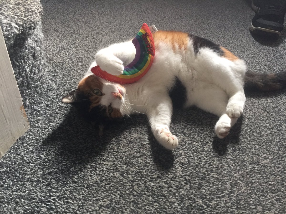 pippa_redmond's tweet image. Mitzi loves @YeowwwCatnip 💞🐈🤪🌈