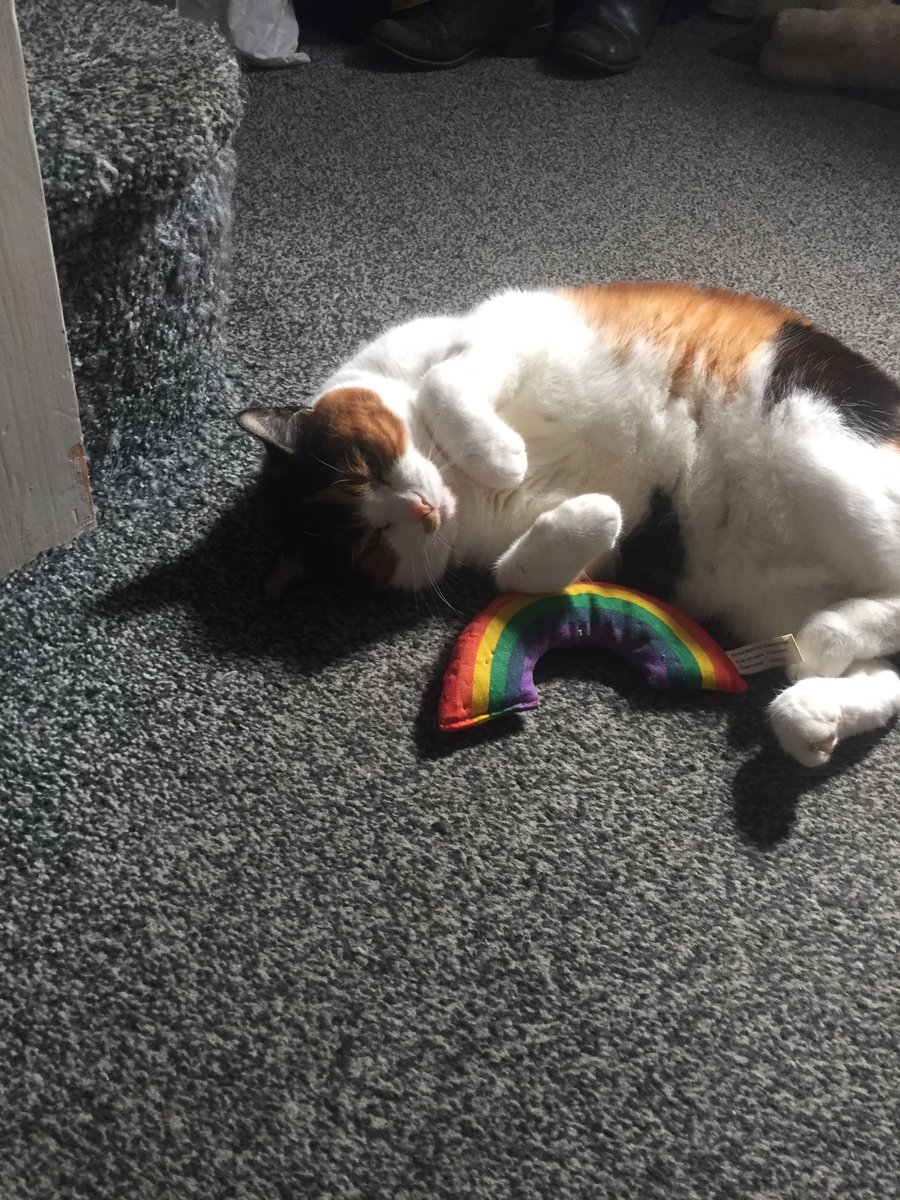 pippa_redmond's tweet image. Mitzi loves @YeowwwCatnip 💞🐈🤪🌈