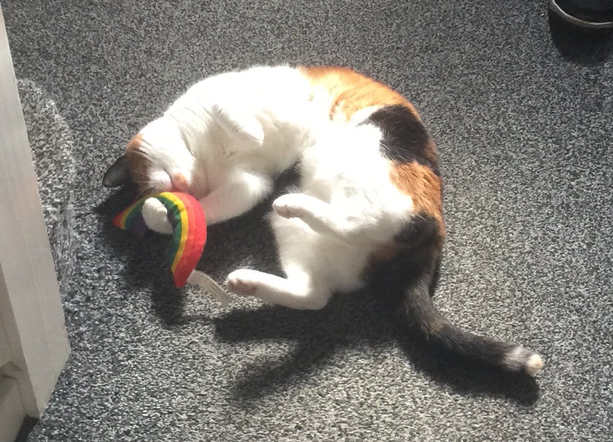 pippa_redmond's tweet image. Mitzi loves @YeowwwCatnip 💞🐈🤪🌈