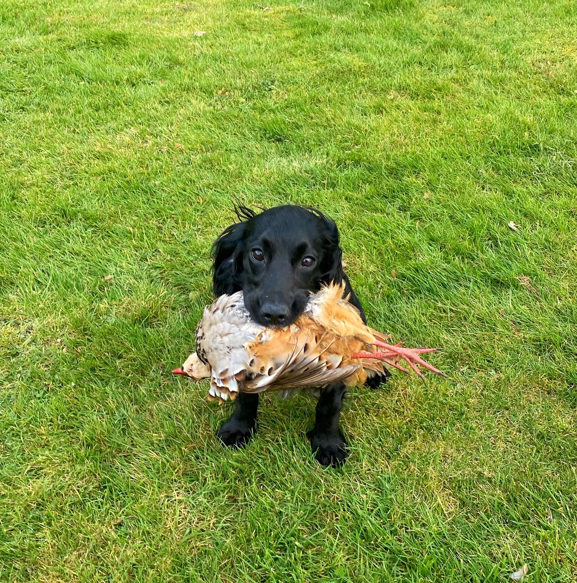 alyssa_taz's tweet photo. Unexpected retrieve from my 6 month old pup! 
#wannabegundog https://t.co/TCH6eLZZWl