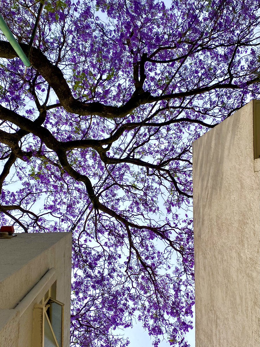joseloalpe's tweet photo. Colores primaverales #jacarandatime https://t.co/TruCa70XHK