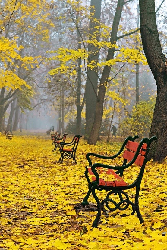 balanceinstyle's tweet photo. Autumn Yellow, Poland #AutumnYellow #Poland https://t.co/Qq6N1xE94a https://t.co/2WGTXSybBh