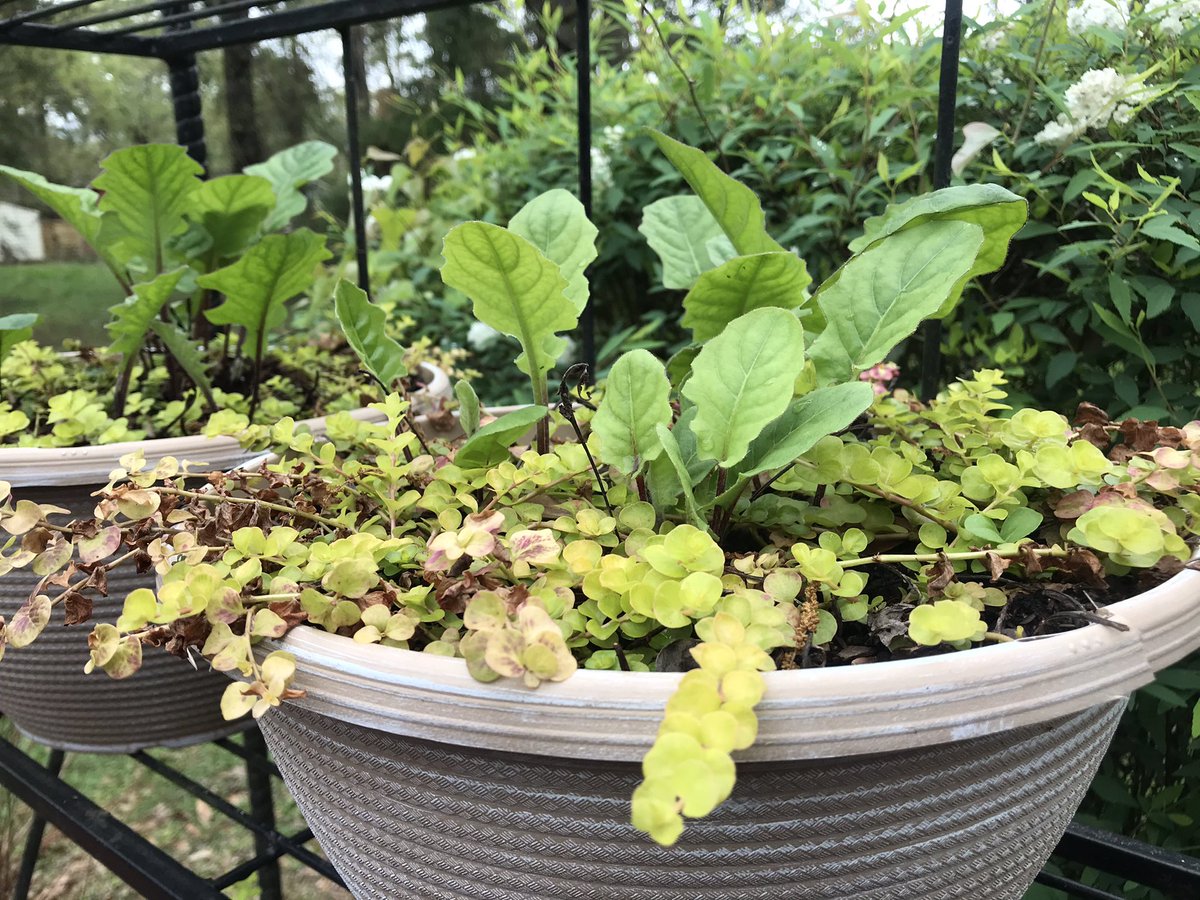 varionwalton's tweet photo. TO CUT, TO PRUNE, TO PLANT: 🪴 Look who’s “digging in the dirt!” The lady with the “green thumb” is in her happy place! The onslaught of storms “delayed” the restoration of the patio, but Tootsie will not be denied! Happy Sunday, family! #ReimagineLindenHouse #WaltonStrong https://t.co/DIk1Cwj9si