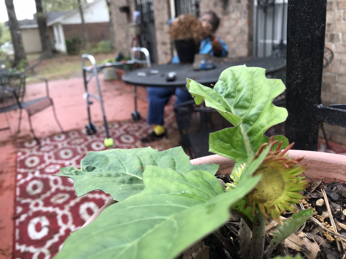 varionwalton's tweet photo. TO CUT, TO PRUNE, TO PLANT: 🪴 Look who’s “digging in the dirt!” The lady with the “green thumb” is in her happy place! The onslaught of storms “delayed” the restoration of the patio, but Tootsie will not be denied! Happy Sunday, family! #ReimagineLindenHouse #WaltonStrong https://t.co/DIk1Cwj9si