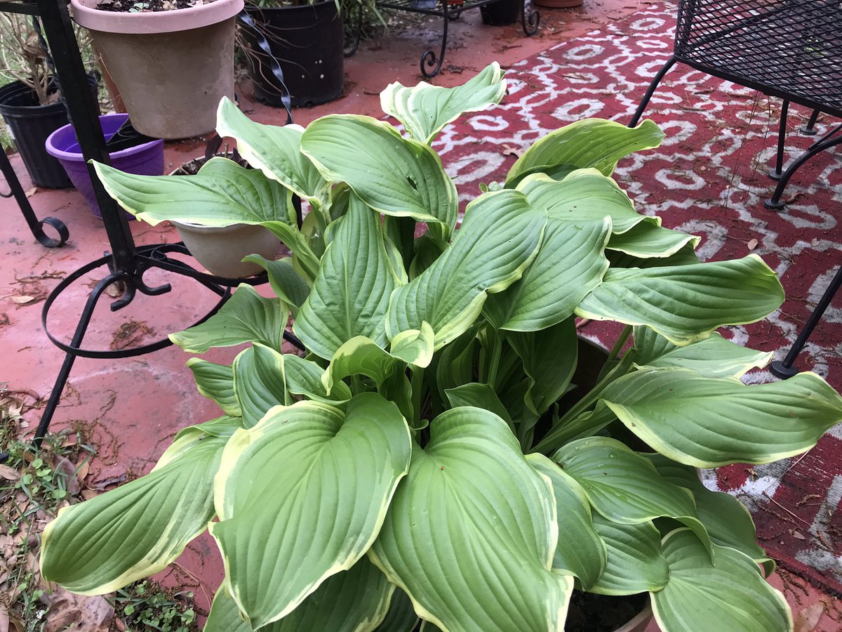 varionwalton's tweet photo. TO CUT, TO PRUNE, TO PLANT: 🪴 Look who’s “digging in the dirt!” The lady with the “green thumb” is in her happy place! The onslaught of storms “delayed” the restoration of the patio, but Tootsie will not be denied! Happy Sunday, family! #ReimagineLindenHouse #WaltonStrong https://t.co/DIk1Cwj9si
