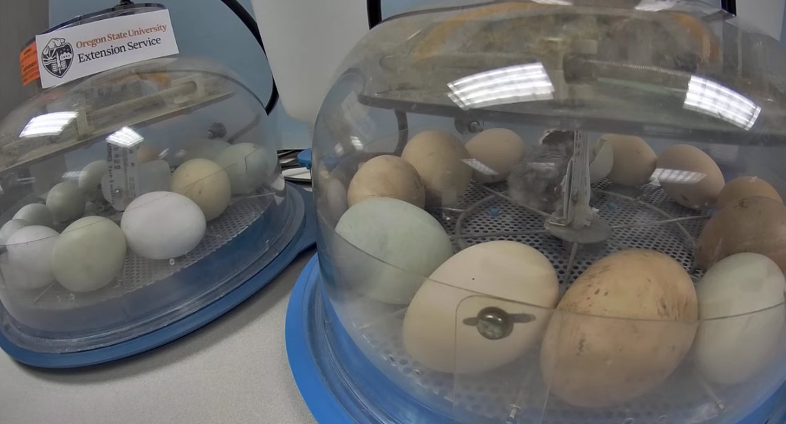 OregonStateExt's tweet photo. The first chick has hatched in the annual OSU Extension livestream of hatching chicken eggs!

Watch : https://t.co/q1htfGBBEP 

#OSULiveHatch 

@Clatsop4H @OSUExtWashCo @OSUTillamookExt @OSUExtClackamas @ORagriculture https://t.co/OgfrQRjdnp