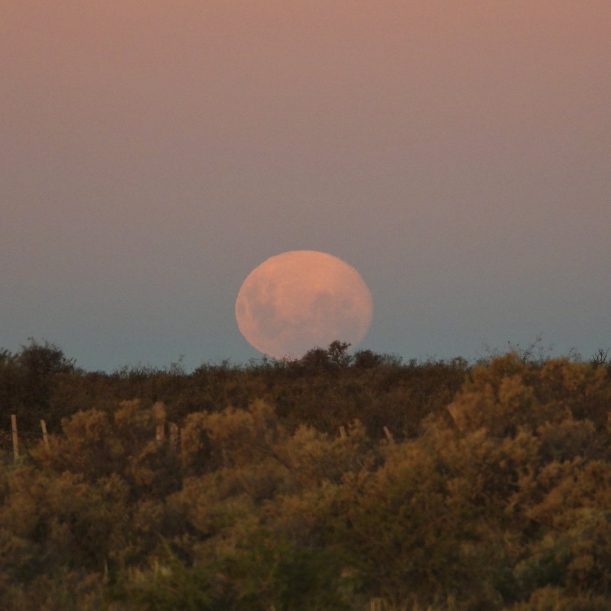 MartinTacon's tweet photo. #LunaLlena de #Patagonia https://t.co/KpD83jNgVw
