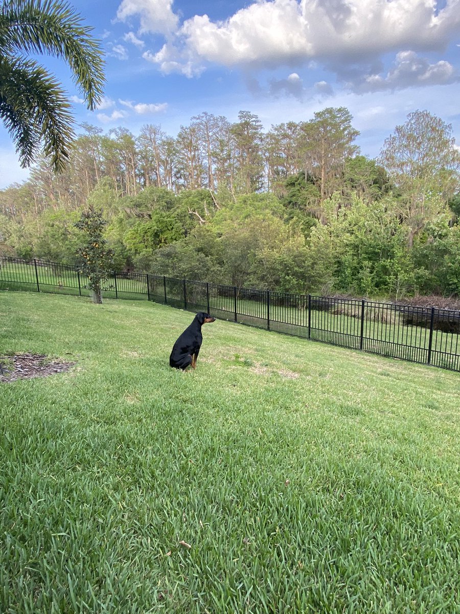 ShawnSpears's tweet photo. He’s always keeping watch ❤️
#BigMarsh https://t.co/qCAKAdBOJl