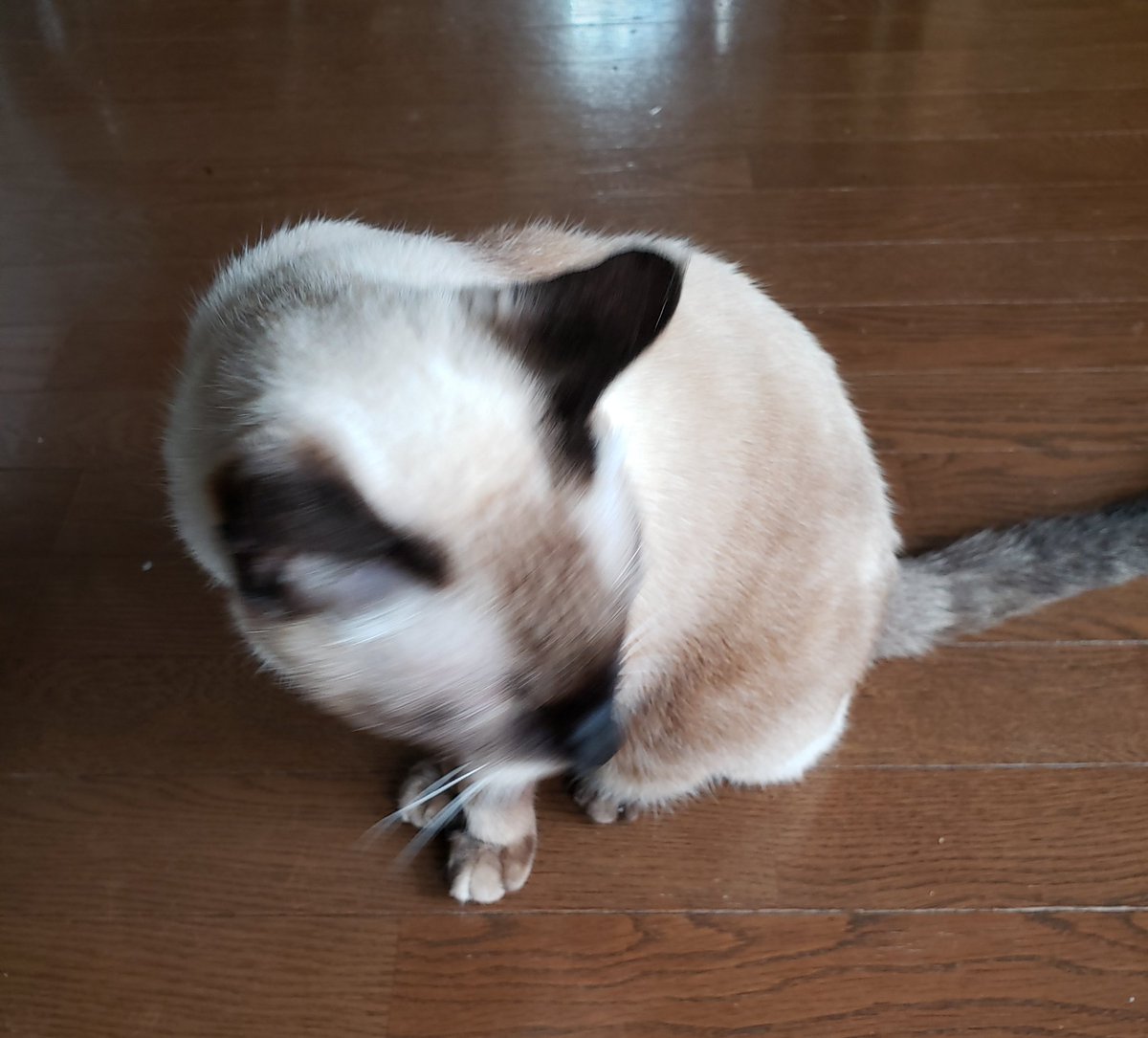 三毛猫 海猫 大熊猫 على تويتر おはようござります 春です 黄砂とｐｍ2 5と花粉でぼやける位の飛来量だそうです 早く藤の花 咲かないかなあ 早くハヤトウリ芽を出さないかなあ ウーもぴっぴもやってきましたが 上から写すとコッコのようなオジイニャン