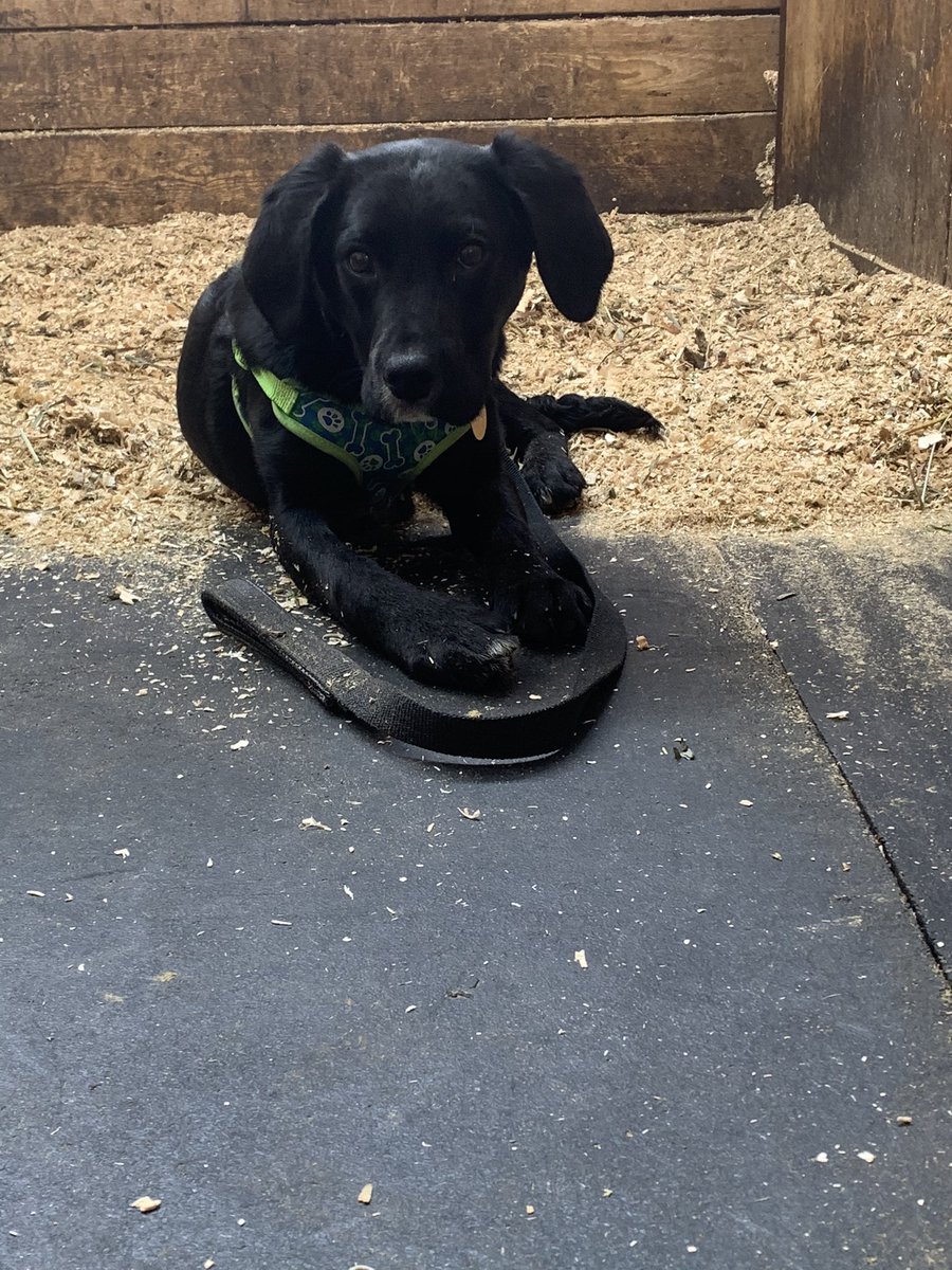 MuirZoe's tweet photo. A series of a handsome, very good boy��😍 https://t.co/dzBiIof5Jy