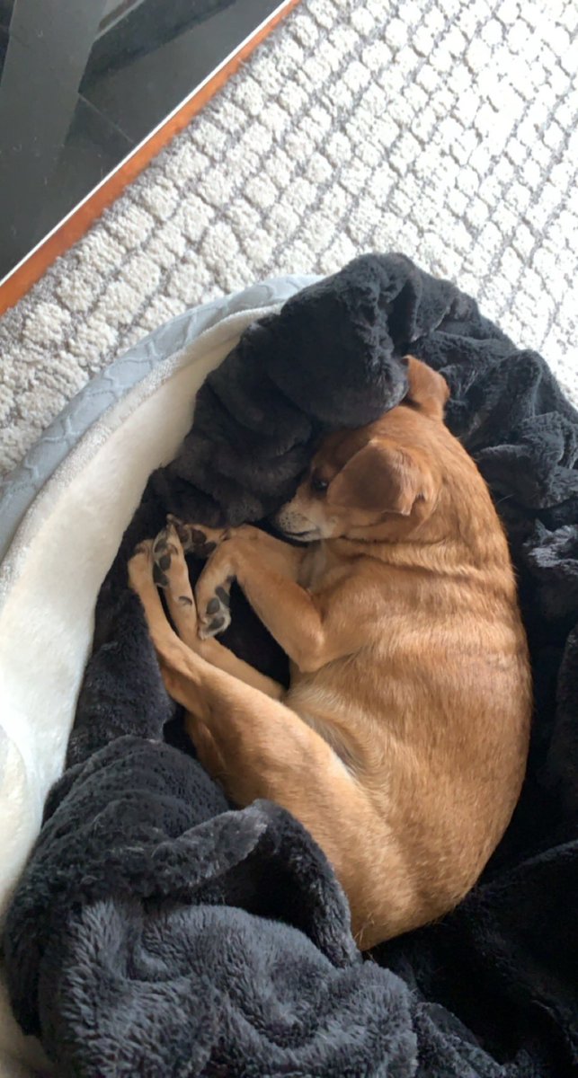 jc97_jc's tweet photo. @Bigbeigebaby @DPerkBA @taylorgarron I’m suspicious that we may all have the same dog.... https://t.co/v6XYpNJ3Fz