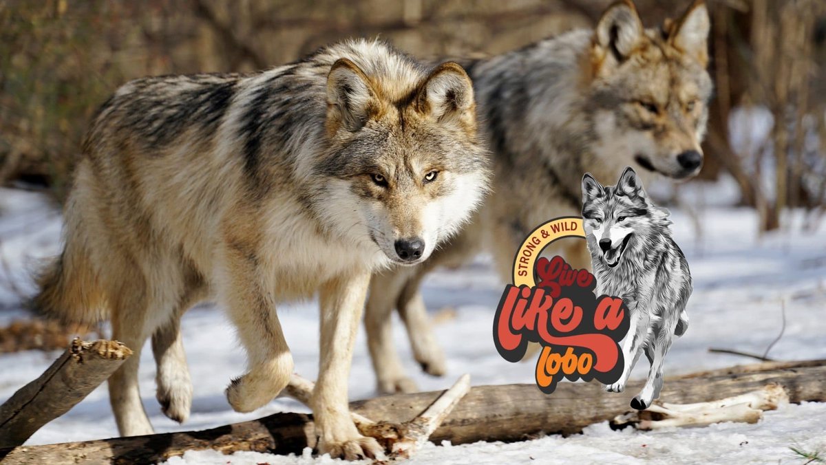 TxStarCat's tweet photo. Itโs #Loboweek Itโs going to be a great week! 23 years and going strong! Join in check out how โฆ@nywolforgโฉ ๐บโฅ๏ธ Letโs do this! #wolf #releasethelobos #wolfweek #howl #savewolves #ESAworks #extinctionisforever #love https://t.co/QPinOFzdmp