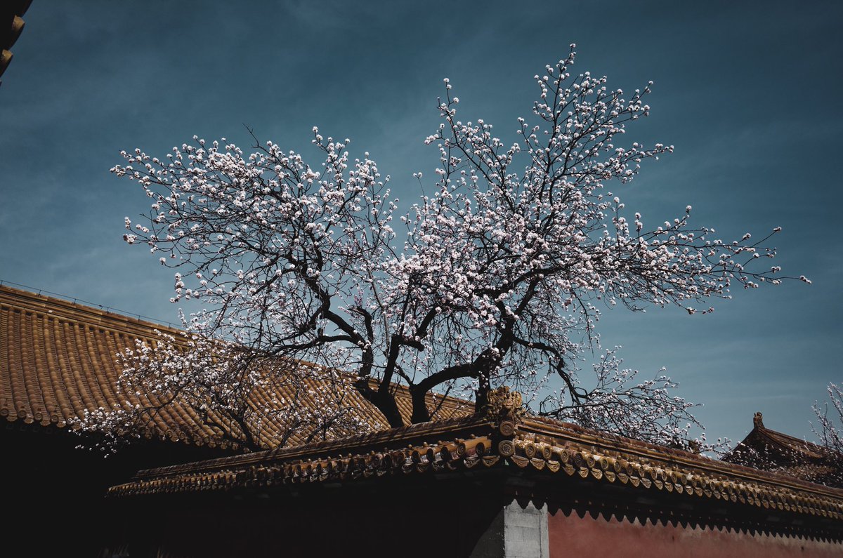 紫禁城与莫兰迪灰

 #莫兰迪灰色 #GR2 #紫禁城 #旅行