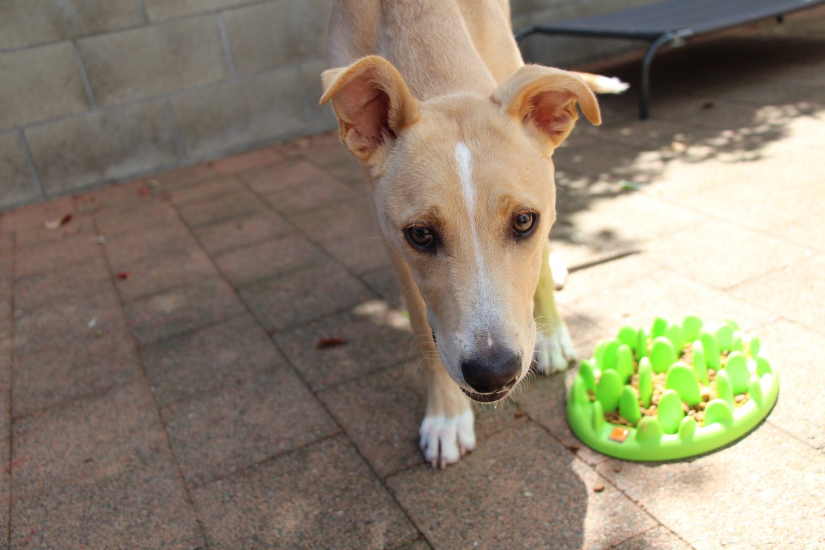 Easter may be a long weekend of food and fun for many, but for our four-legged friends, it can be a potentially dangerous time. SPCA has a reminder for pet owners this Easter weekend: spca.nz/news-and-event…
