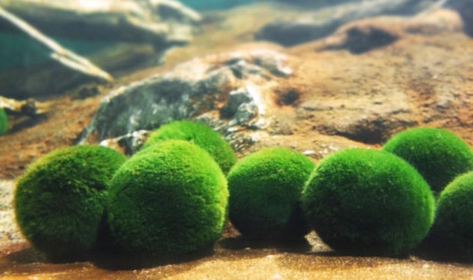 光をのtwitterイラスト検索結果