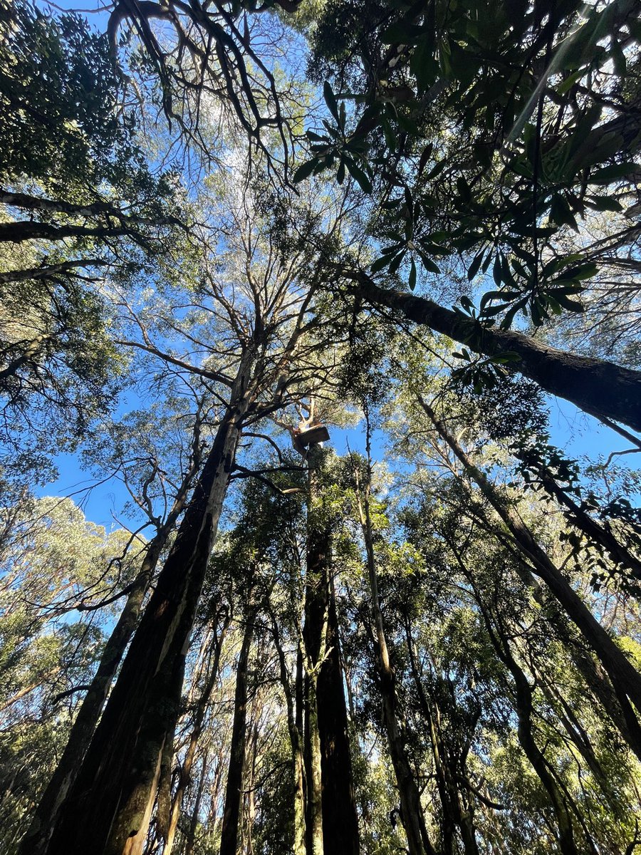 eastgippyforest's tweet photo. BREAKING: Bulldozers tried to start logging forests in Errinundra this morning, but a person up a tree-sit stopped the machines from moving in! For 8 weeks the community has been on the ground protecting these forests, they urgently need support. Head to https://t.co/XbHsWKR8aX https://t.co/0cVGrvL1c3