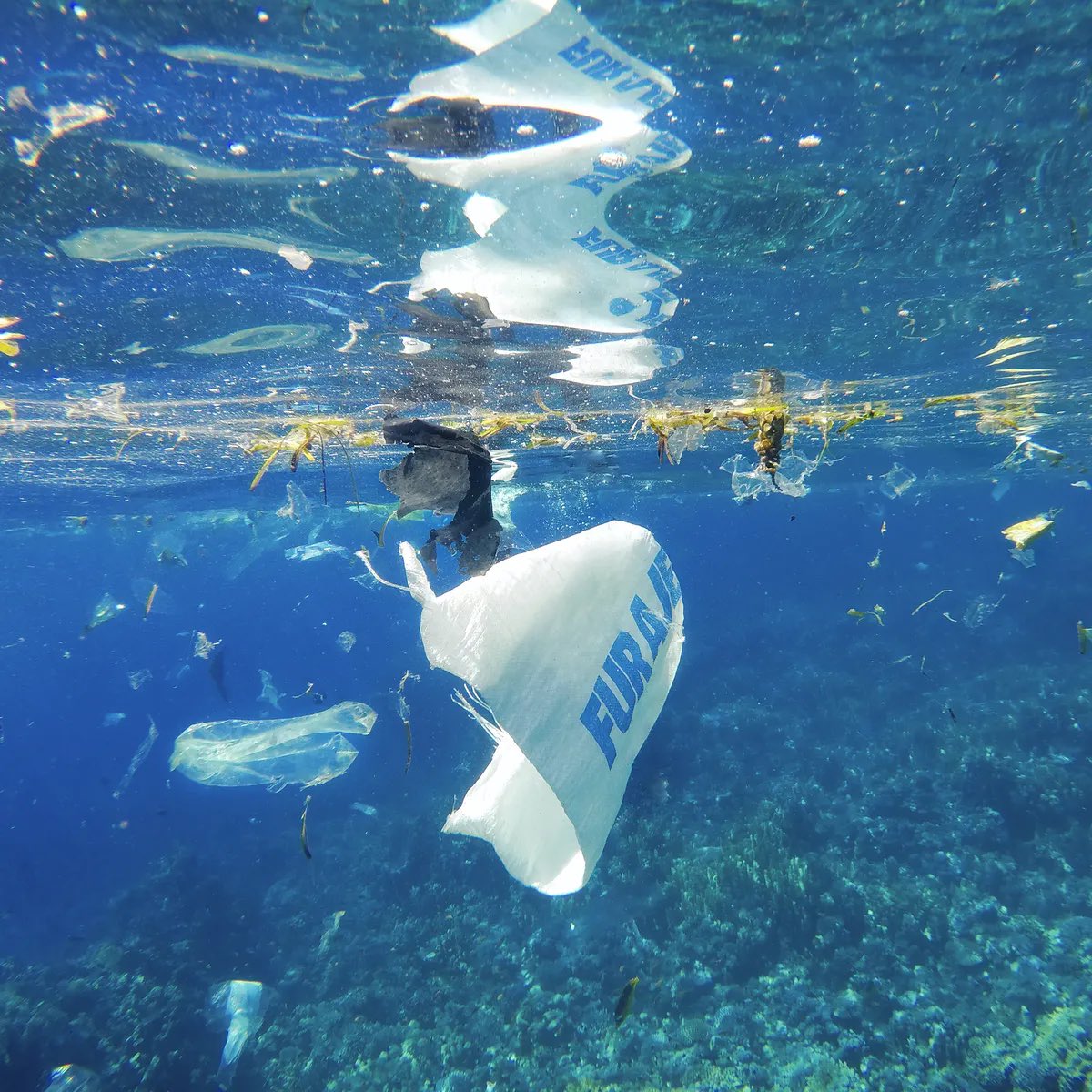 AllAnimalRights's tweet photo. @VegAvenger @agargmd Toxic #Seahawks #Seaspiracy #Slavery #FakeFood #FakeFish #EmptyOcean #PlasticOcean 🐠 https://t.co/SCEsIrMRts https://t.co/oiQh3n45Bf
