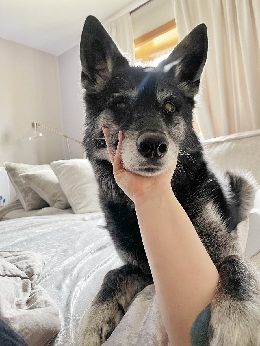 retweet this photo of rowy the old wolf for good luck 🐺✨