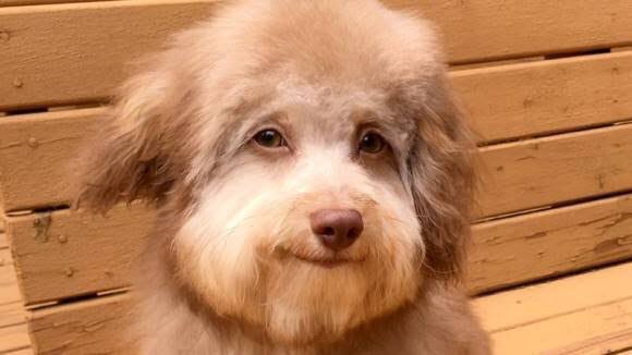 sashi_blm's tweet photo. Human face dog The name is Nori 🐶
#humanface
#humanfacedog
#humanfacedogs
#humanfaceanimal
#humanfaceanimals
↓Please see here for the video↓
https://t.co/rhXMkE87qL https://t.co/2mHMKYdqx3