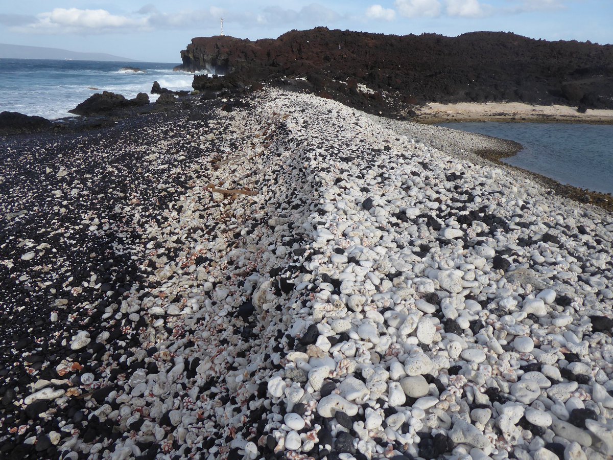 JohnLargier's tweet photo. ICOLLs come in all shapes and sizes - here a wave-built coral berm blocks off a crevice in the lava flow on the south side of Haleakala trapping water in a micro-lagoon #Maui #ICOLL #TOCE #ICE https://t.co/312G9nHuqf
