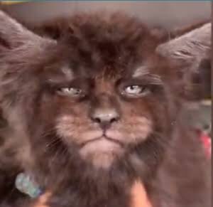 sashi_blm's tweet photo. Human face cat Name is Valkyrie🐈
#humanfacecat
#humanface
#humanfacepet
#humanfacepets
#humanfaceanimal
#humanfaceanimals
↓Please see here for the video↓
https://t.co/sL2rWRX9P7 https://t.co/hio0a2Dzkj