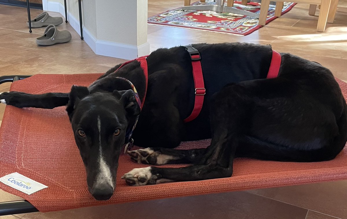 junogreyhound's tweet image. I loooove my new Coolaroo @Coolaroo