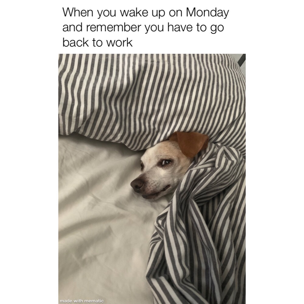 arlo_in's tweet photo. Even dogs can relate. #MCO335 #SundayScaries #DogsofTwitter https://t.co/Tr0HcnyaxM