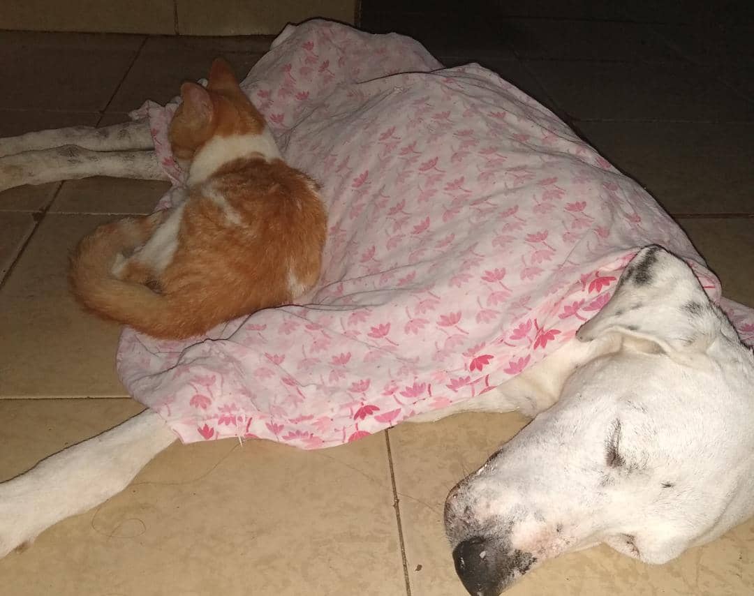 apoyocanino's tweet photo. Mayo es un gatito muy especial... Mancha, uno de los perritos de su hogar temporal estaba enfermito y sintiéndose mal... y él fue a hacerle compañía  ♥️. Lamentablemente, Manchita moriría horas después 😞 pero siendo muy amado. Le enviamos mucha fortaleza a su familia. https://t.co/p0yfVOukWF