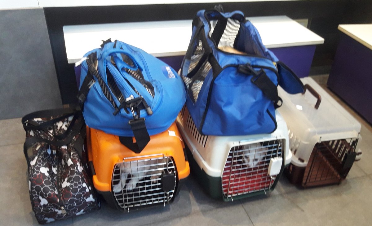 DeGatitos_'s tweet photo. #ThamesitosFDG
Castramos a 5 de los adultos Thamesitos, (4 hembras y un macho) y a #FreyaFDG
Ya comenzamos a buscarle hogar a estos 5 blanquitos de ojos turquesa
Los entregamos a domicilio protocolo de por medio.
Escribimos a adopciones@fundaciondegatitos.org.ar https://t.co/1EXcKShB2O