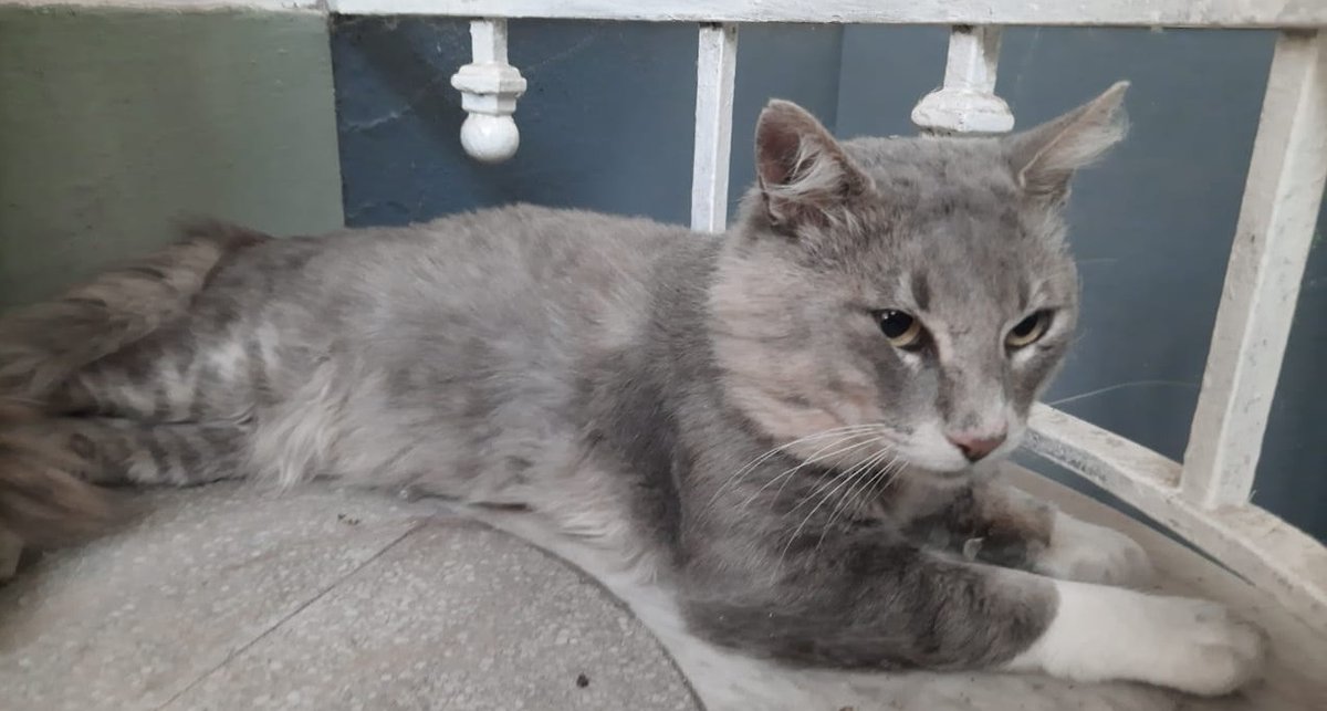 DeGatitos_'s tweet photo. GATITO EN ADOPCIÓN EN SAN TELMO

Gatito de 4 años en adopción responsable. Será castrado esta semana. Es algo temeroso de la gente, sufrió el abandono y el maltrato y ahora merece algo de amor
Alejandra 11 6869-1961
#GatitosenadopciondefansZONACABA https://t.co/c2Ei2wTzD2