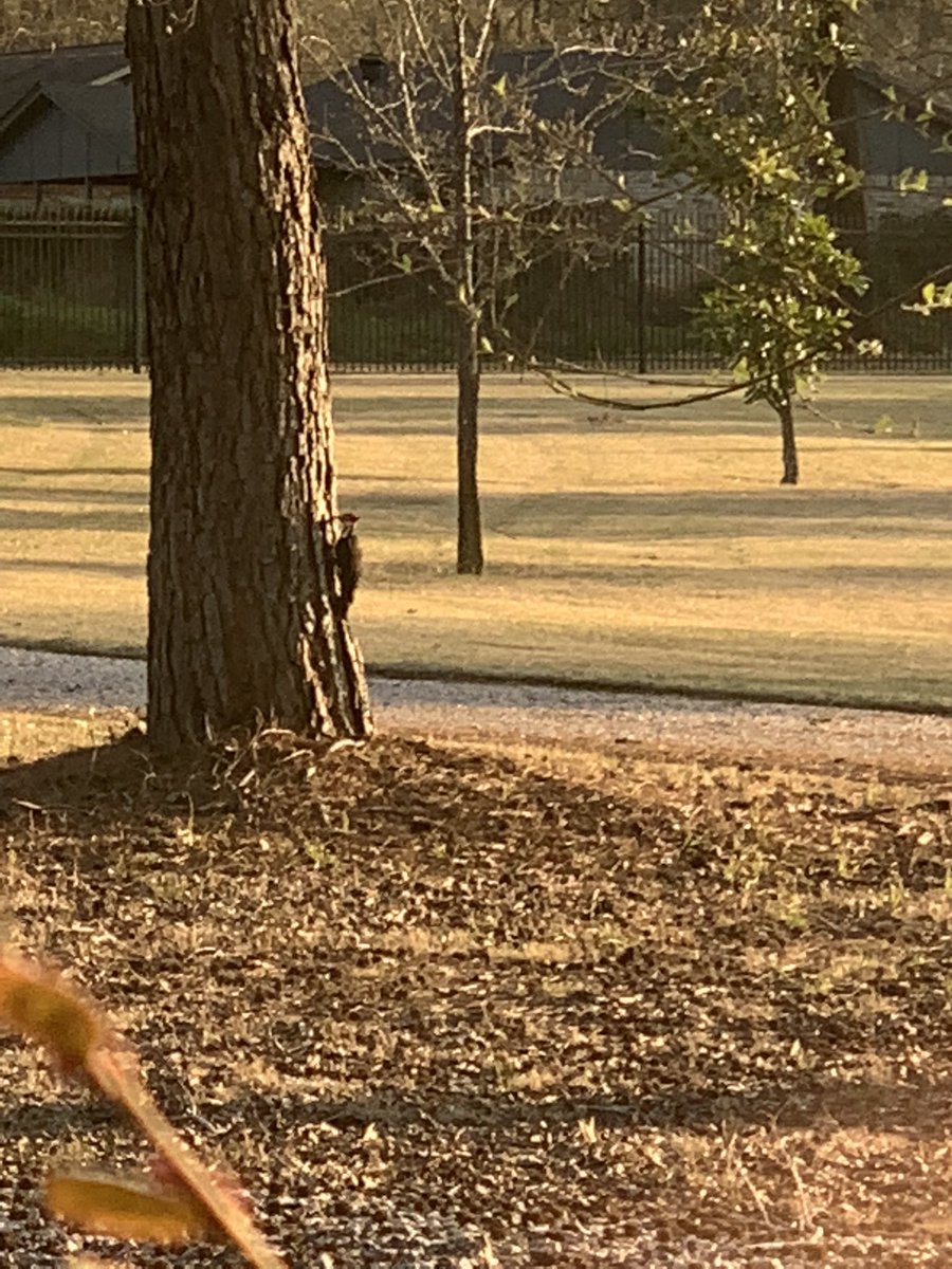 daily12pack's tweet photo. @durleigh My wife saw the CBS story about the thought to be extinct Ivory-Billed Woodpecker. We are in East Texas and shot this video 2 years ago. Could it be? https://t.co/3au7DalWhx