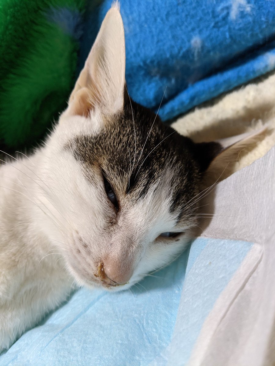 猫がいないと生きていけない