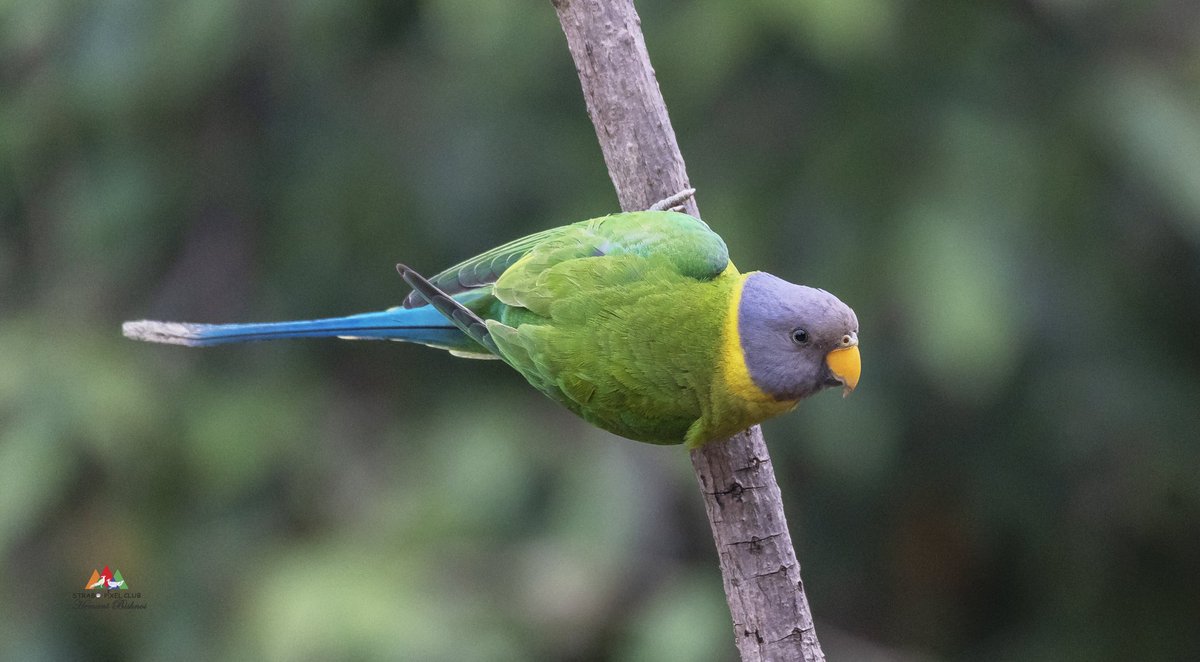 ClubStrabo's tweet photo. Plum headed parakeets are so amazing  #birdwatching https://t.co/ge8wPKjNY5