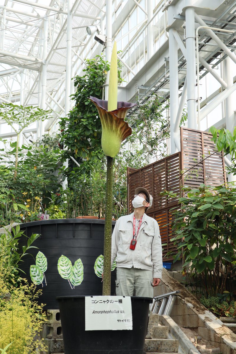 広島市植物公園 巨大コンニャクが開花しました 高さは2 メートルで あたりには魚が腐ったような臭いが漂っています 一両日中にはしおれてしまうと思われます めったにないこの機会 観賞はお早めにどうぞ 巨大コンニャク 広島市植物公園